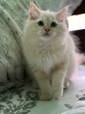 Cute Cat Sitting On The Sofa