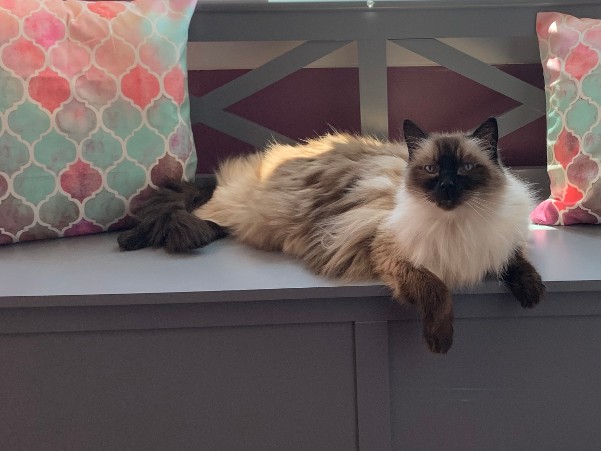 Fluffy Cat Breed Laying Down On Wooden Chair With Pillows