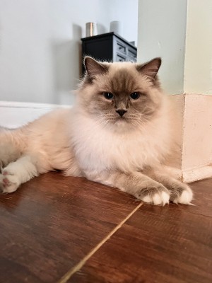 Cat Laying Down On Wooden Floor