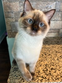 Close-Up Of Chocolate Point Cat Breed