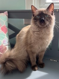 Chocolate Point Mink Cat Breed On The Chair