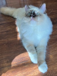 Chocolate Mitted Mink Tortie Ragdoll Cat