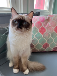 Cat Sitting On The Chair With Pillow