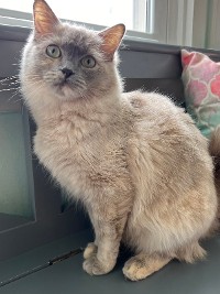 Close-Up Of Cute Blue Tortie Point Mink Cat Breed