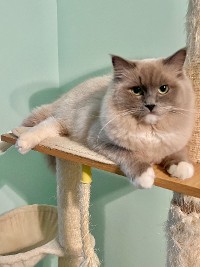 Blue Mitted Mink On The Cat Tree