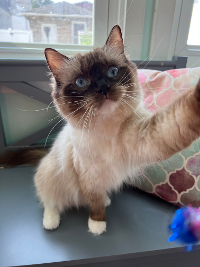 Traditional Seal Mitted Ragdoll Cat Sitting On Wooden Chair