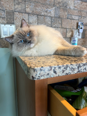 Blue Mitted Ragdoll Cat On Top Of The Table